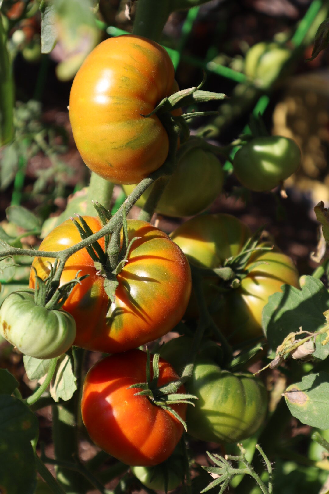 Huerta En Casa