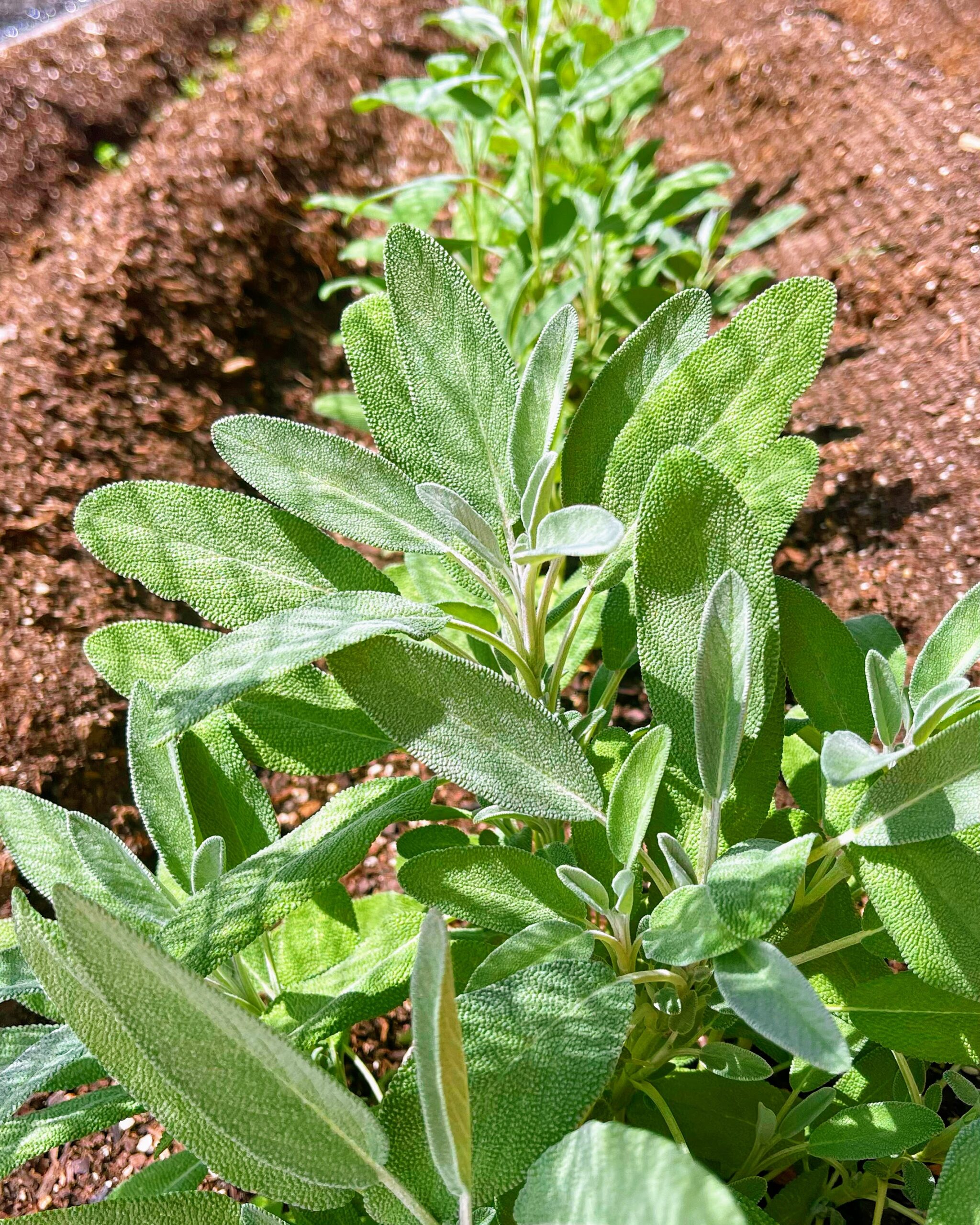 Salvia, Descubre los Beneficios de Esta Magnífica Hierba: Propiedades Medicinales y Usos Culinarios